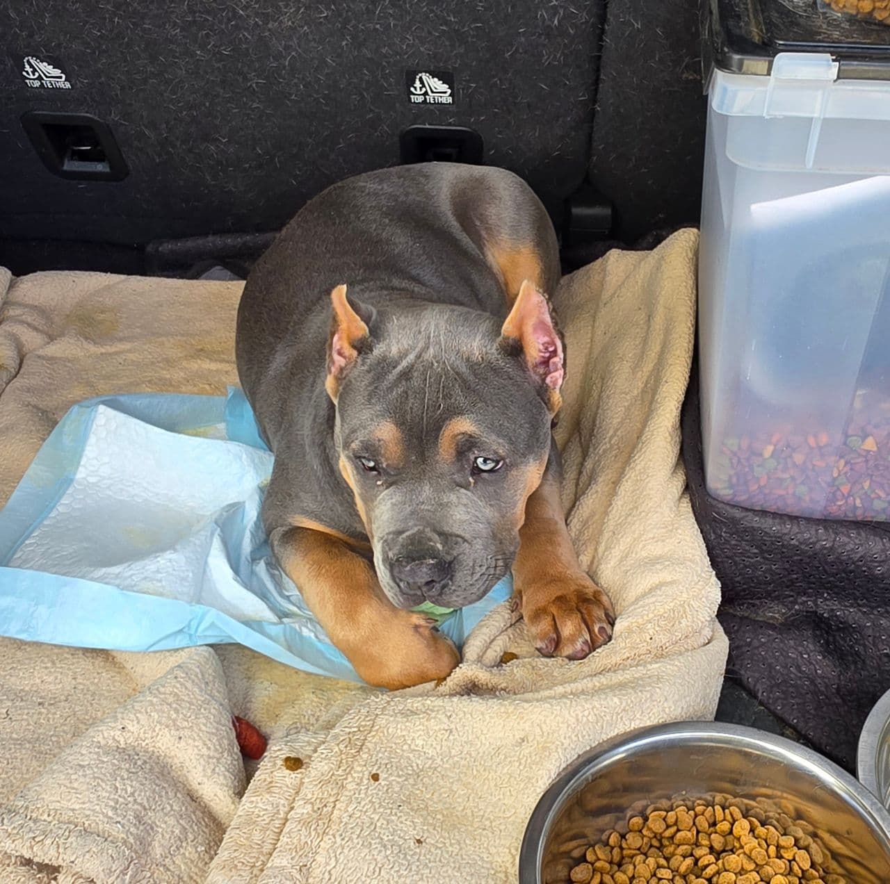 Pet travel photo 5