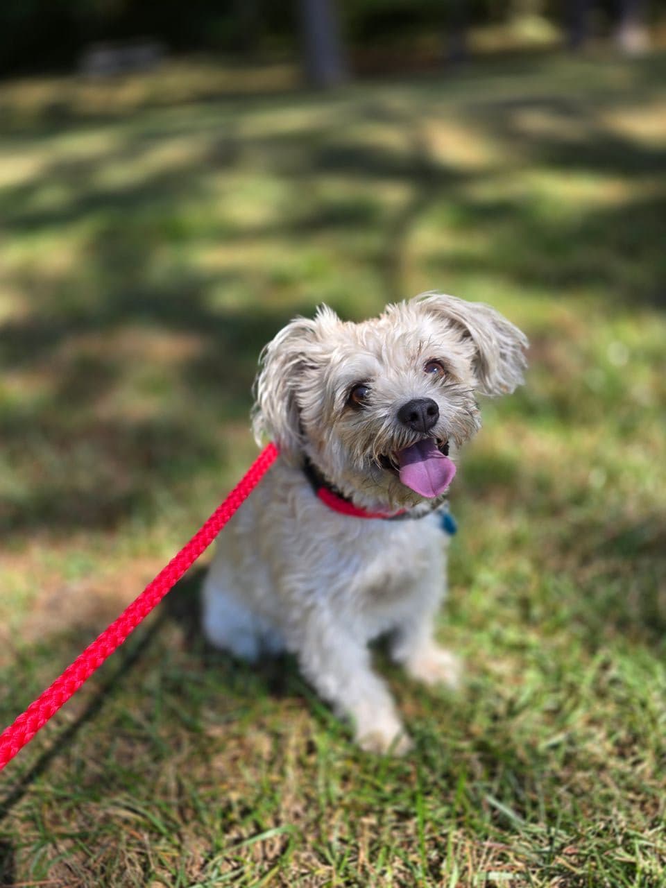 Pet travel photo 1