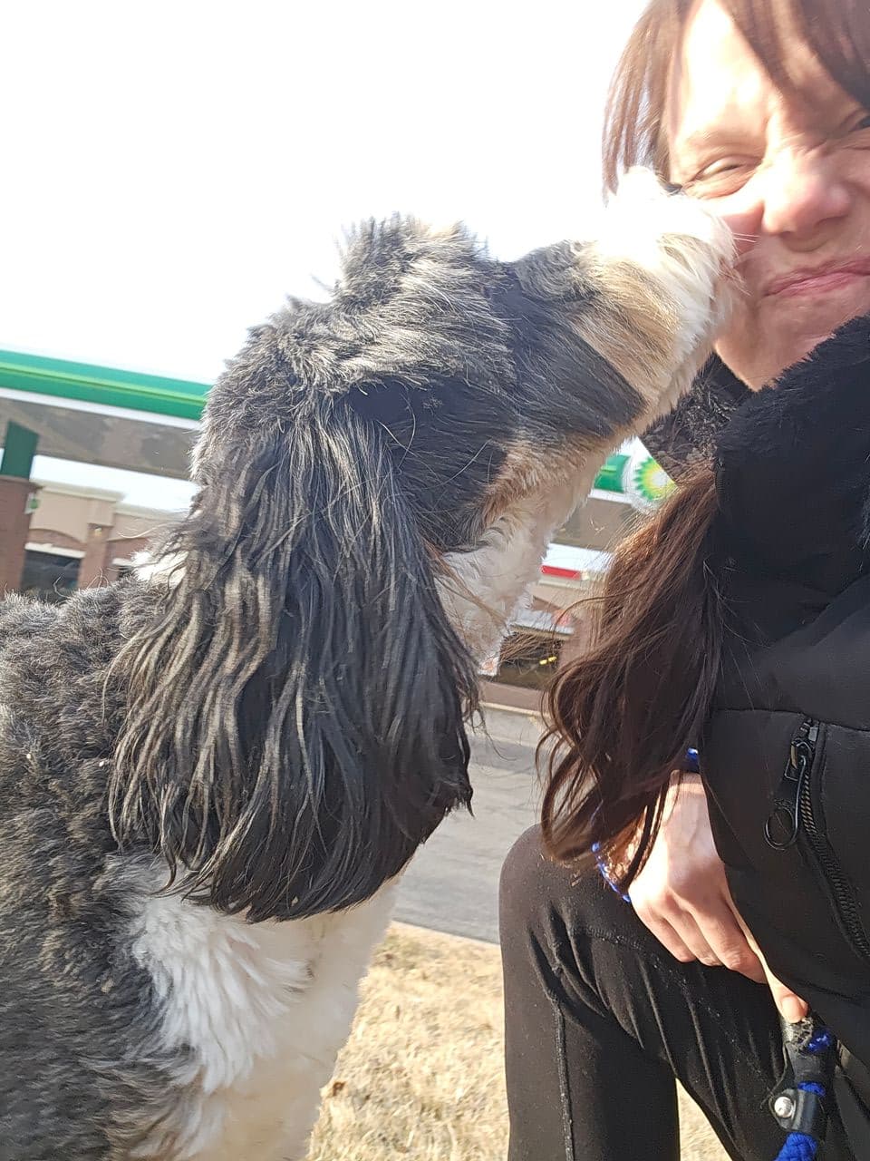 Pet travel photo 3