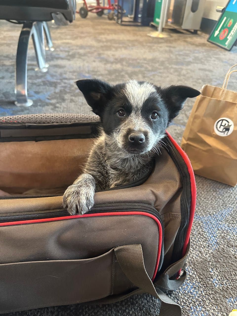 Pet travel photo 2