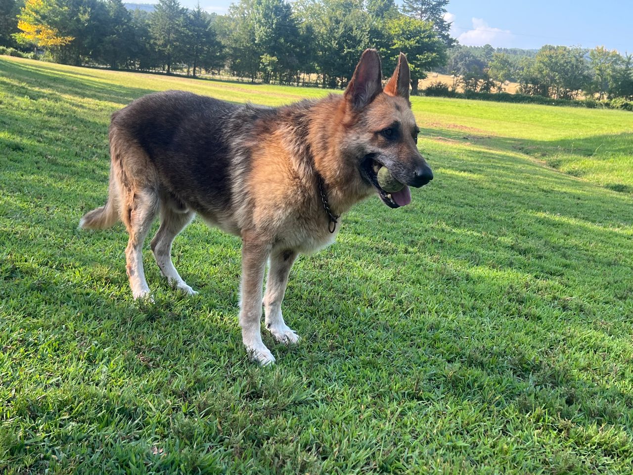 Pet travel photo 2