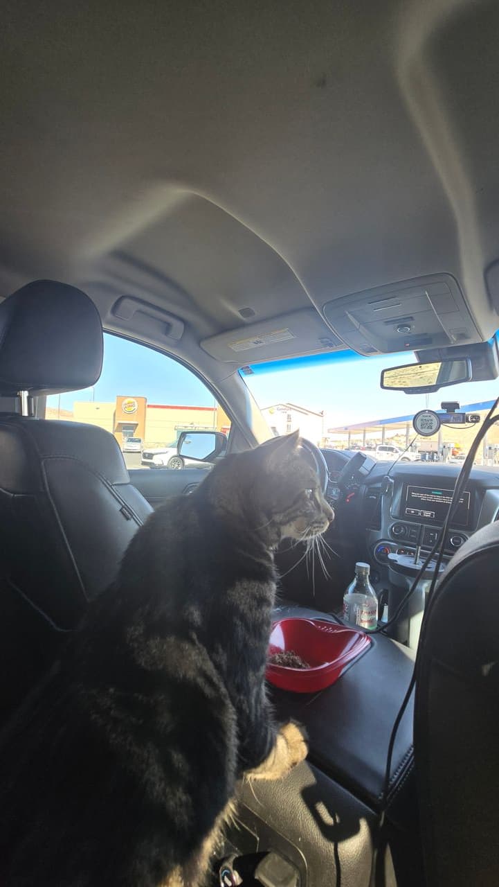 Pet travel photo 2