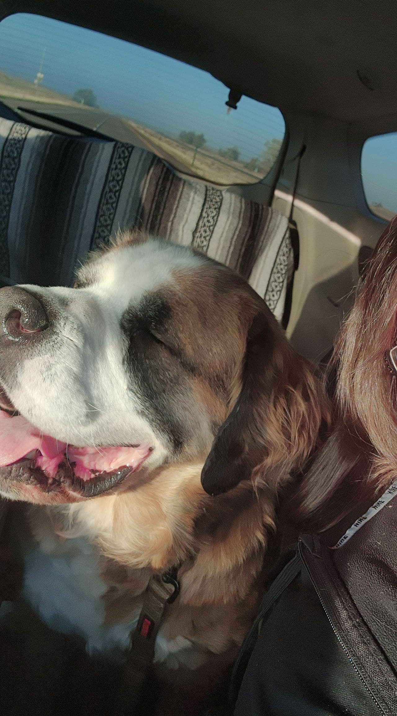 Pet travel photo 2
