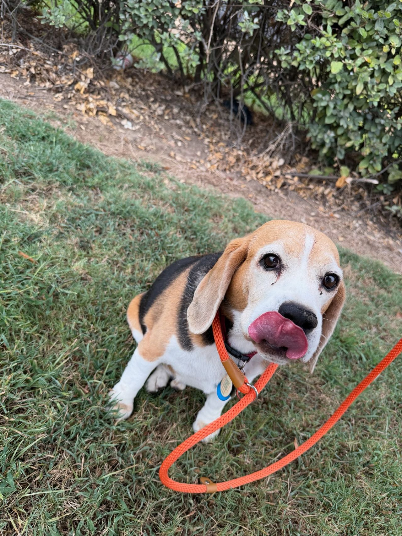 Pet travel photo 2