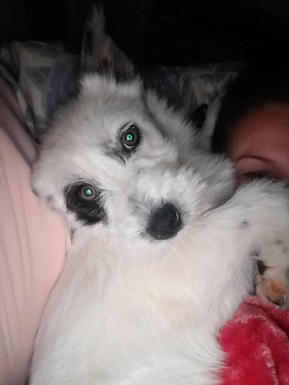 Pet travel photo 1