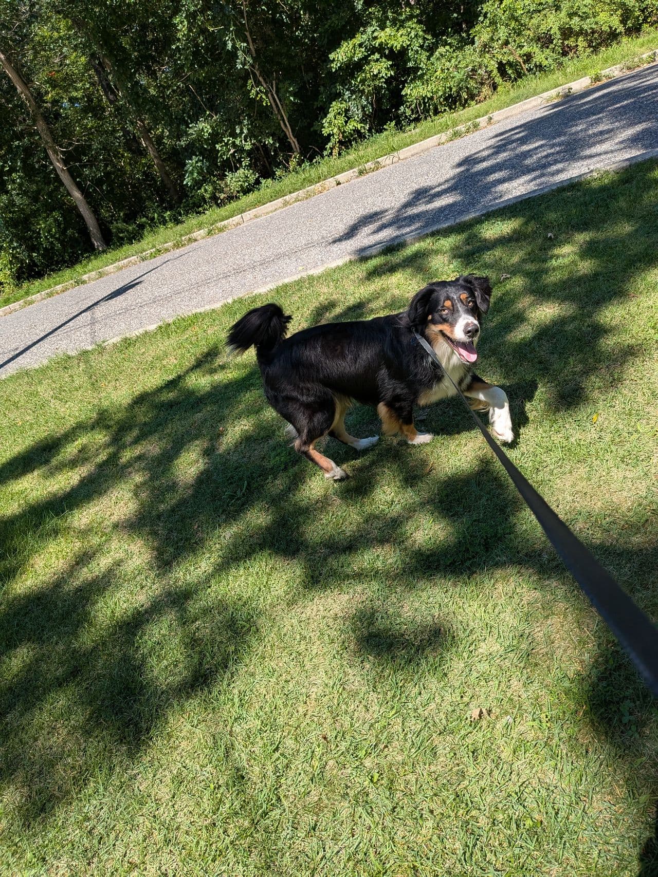 Pet travel photo 1