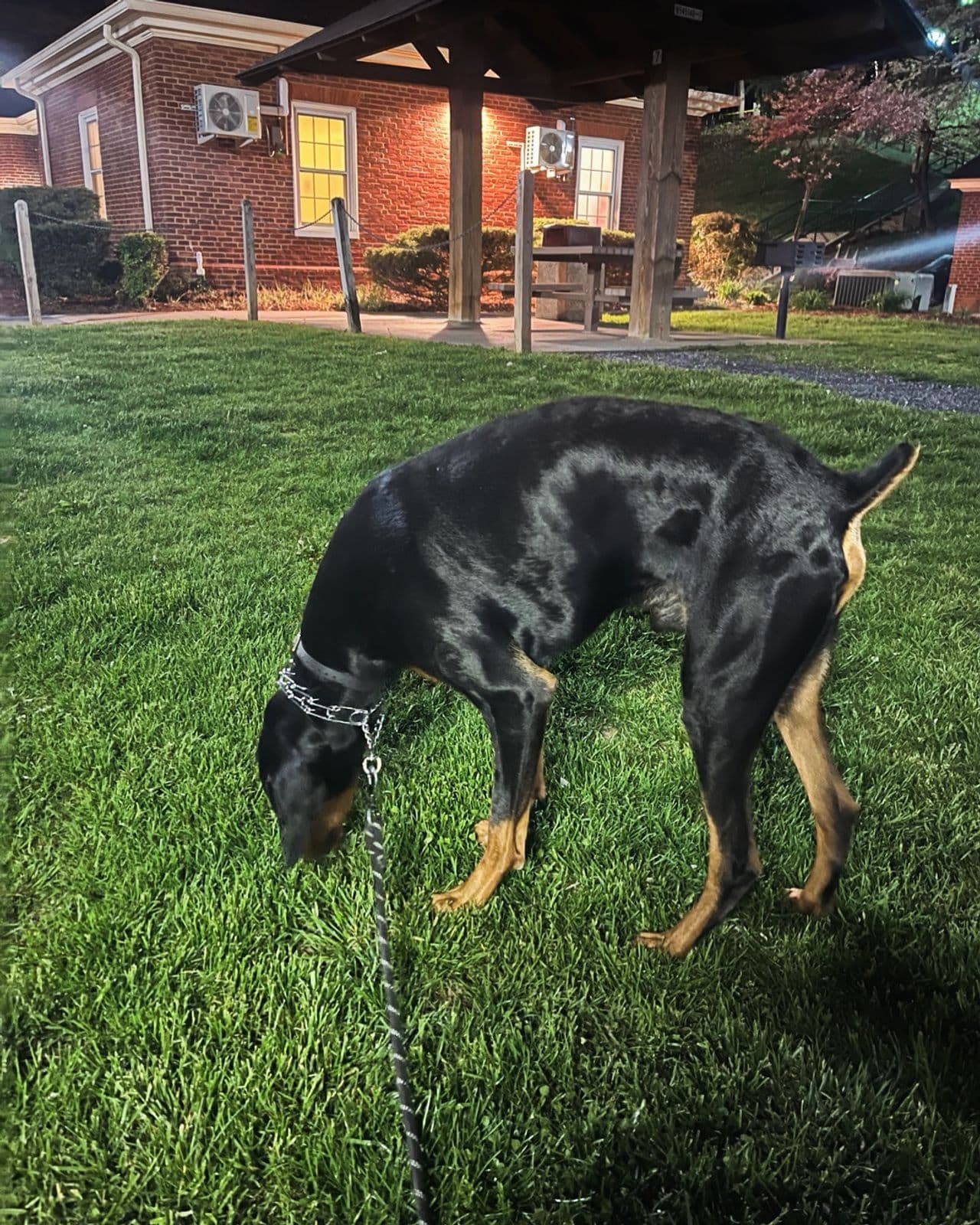 Pet travel photo 3