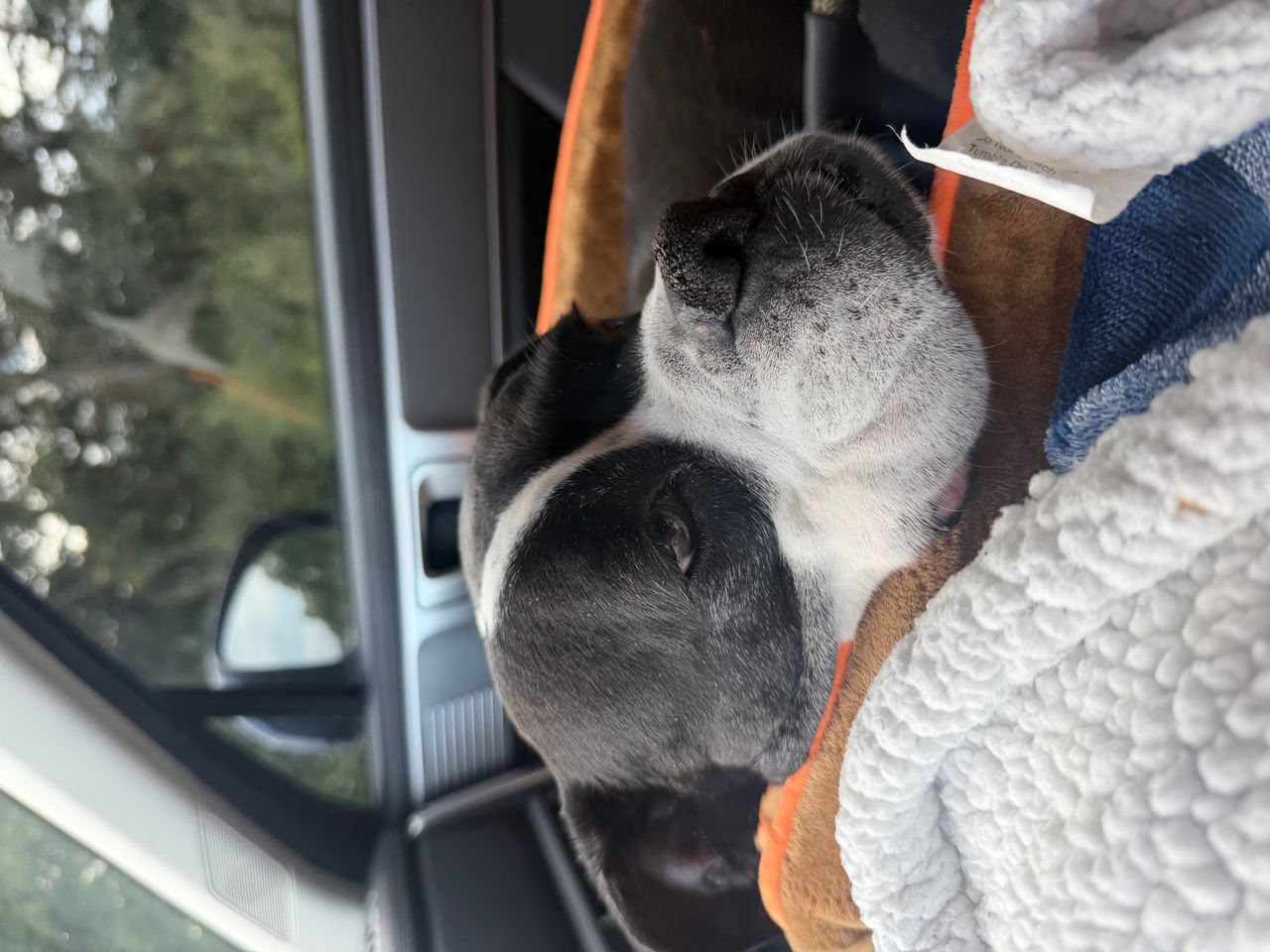 Pet travel photo 1