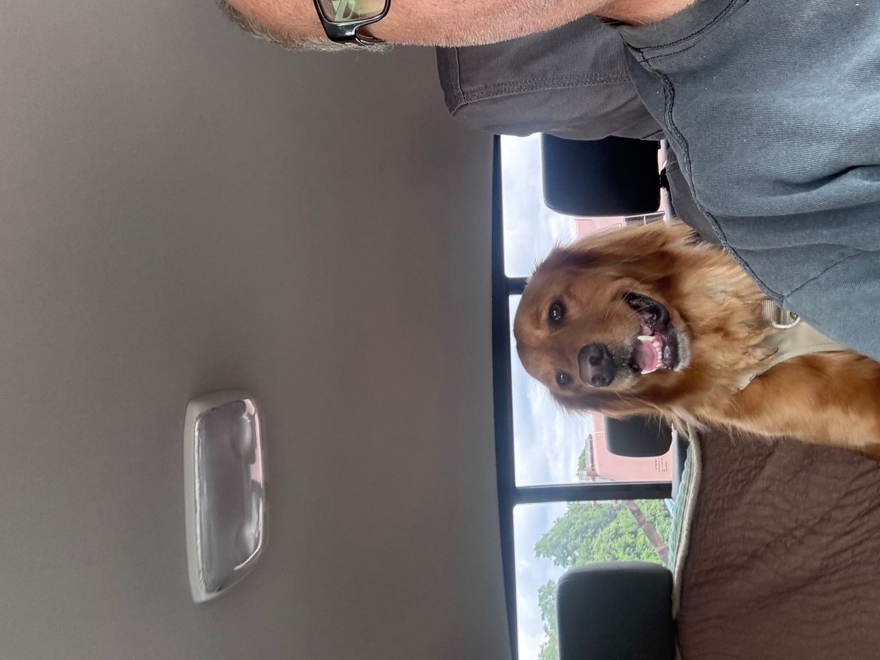 Pet travel photo 6