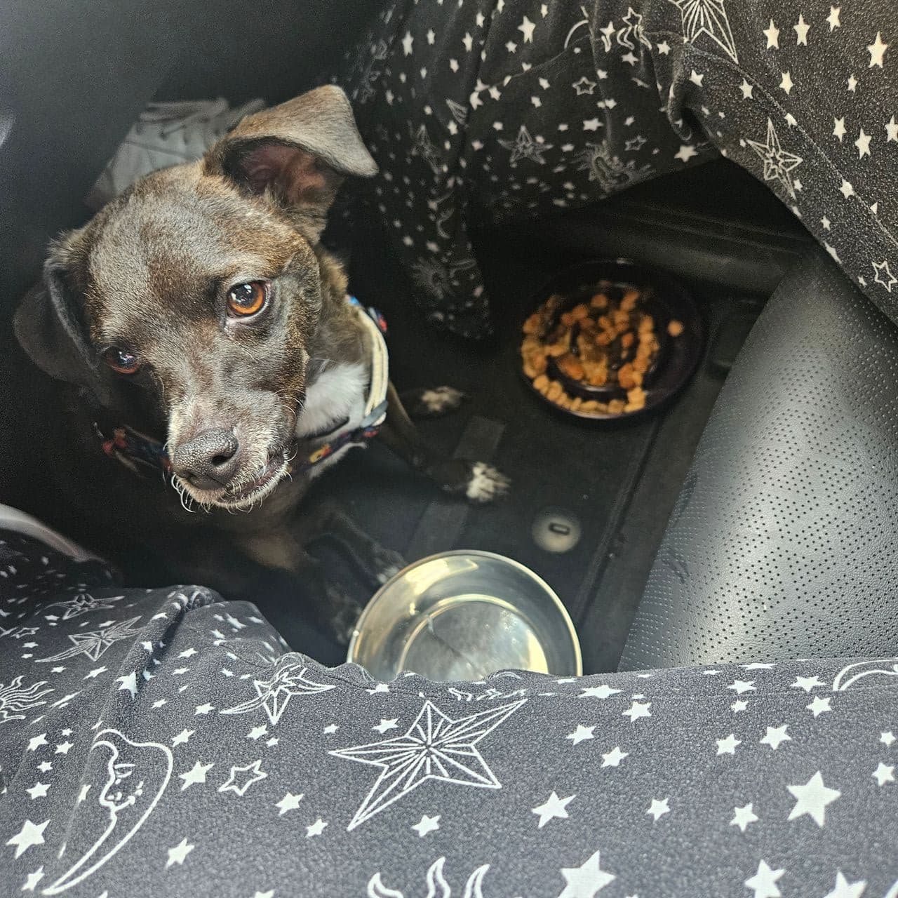 Pet travel photo 1