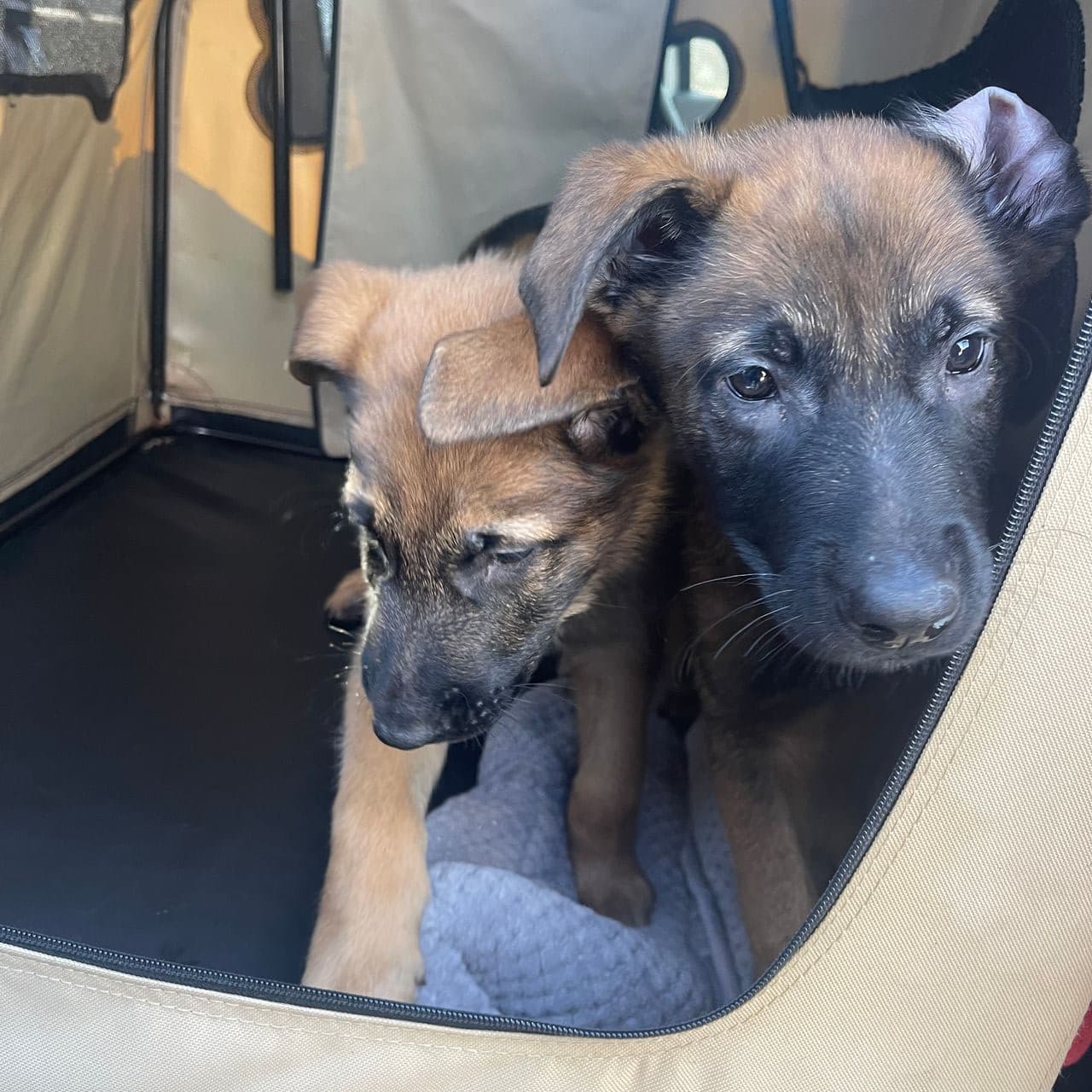 Pet travel photo 6