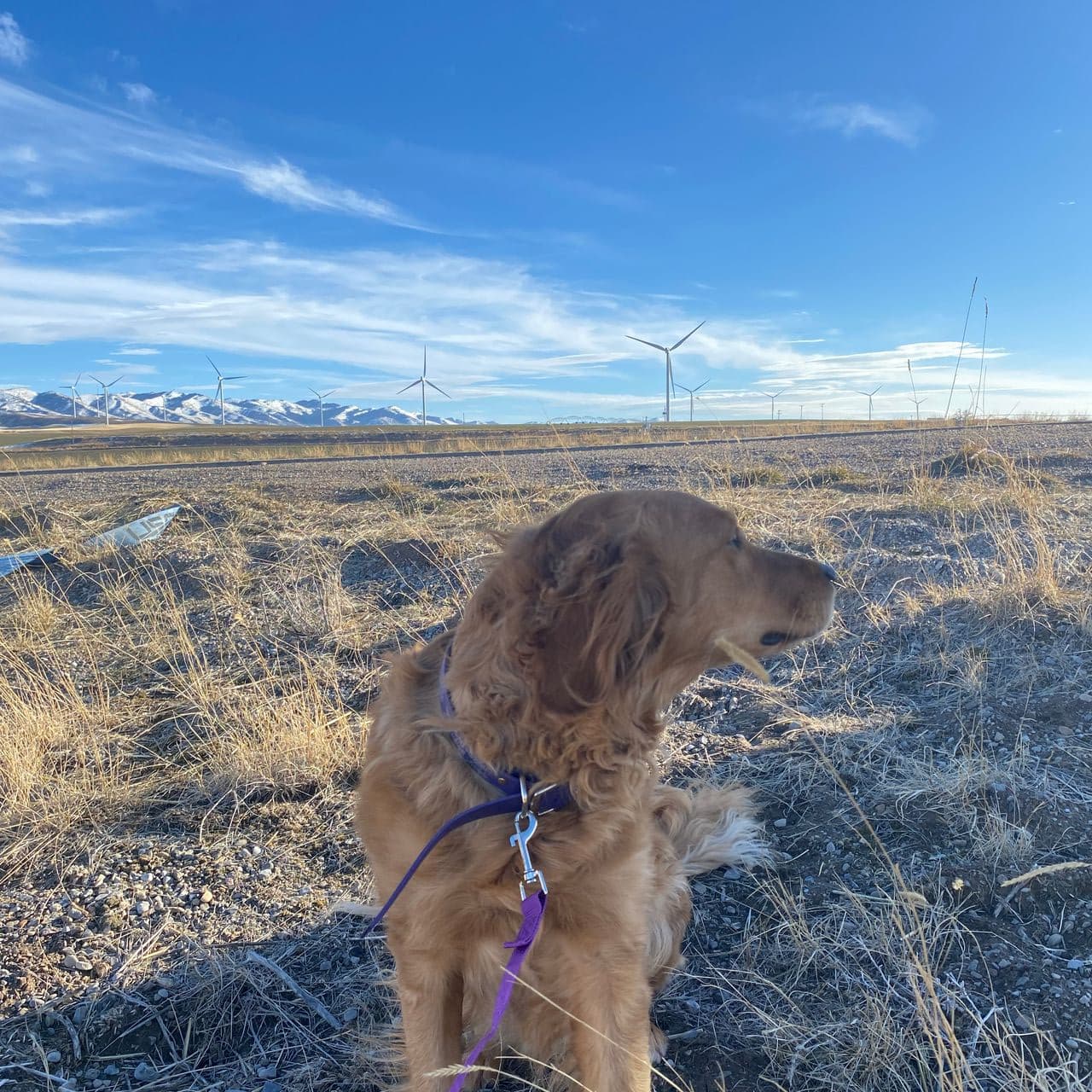 Pet travel photo 4