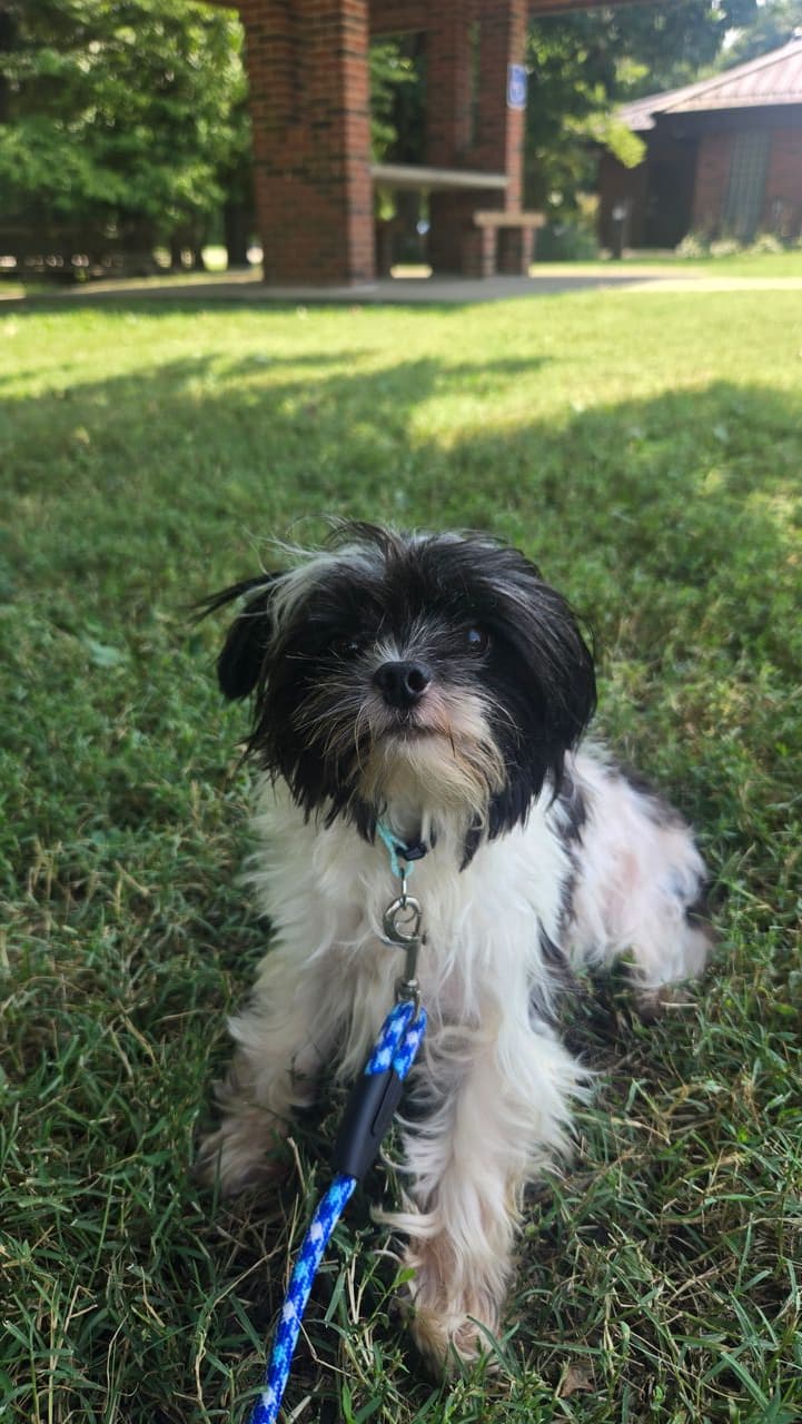Pet travel photo 6
