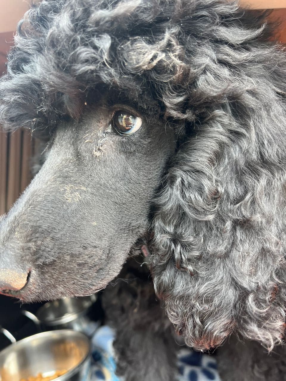 Pet travel photo 2