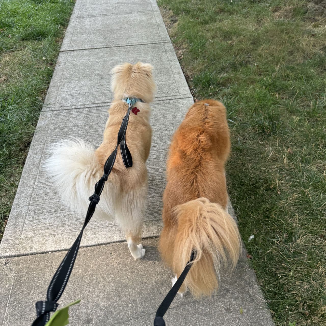 Pet travel photo 6