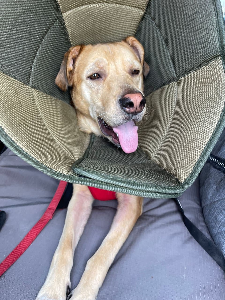 Pet travel photo 2