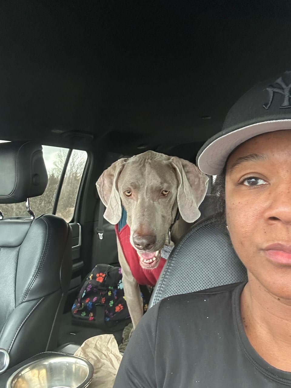 Pet travel photo 4