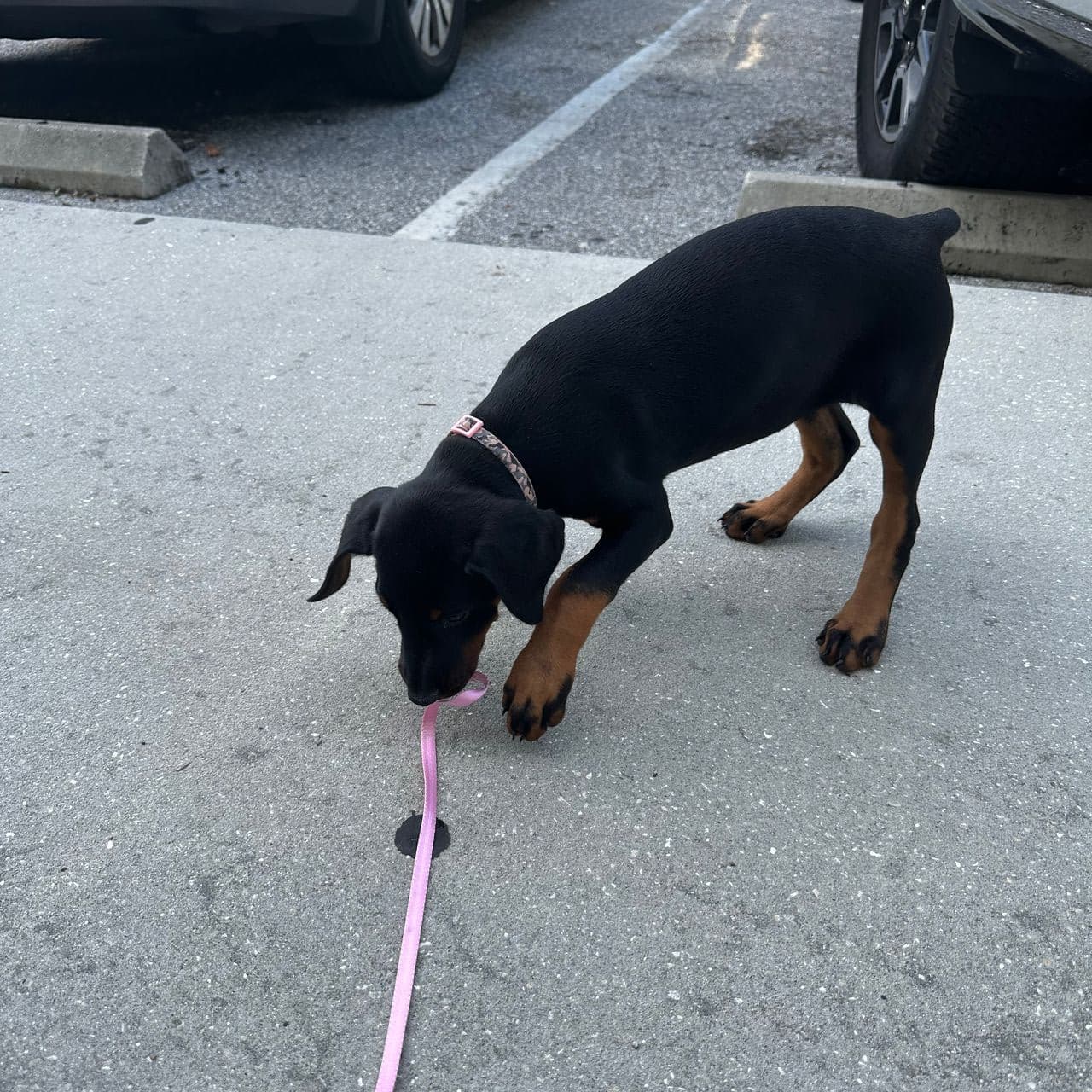 Pet travel photo 2