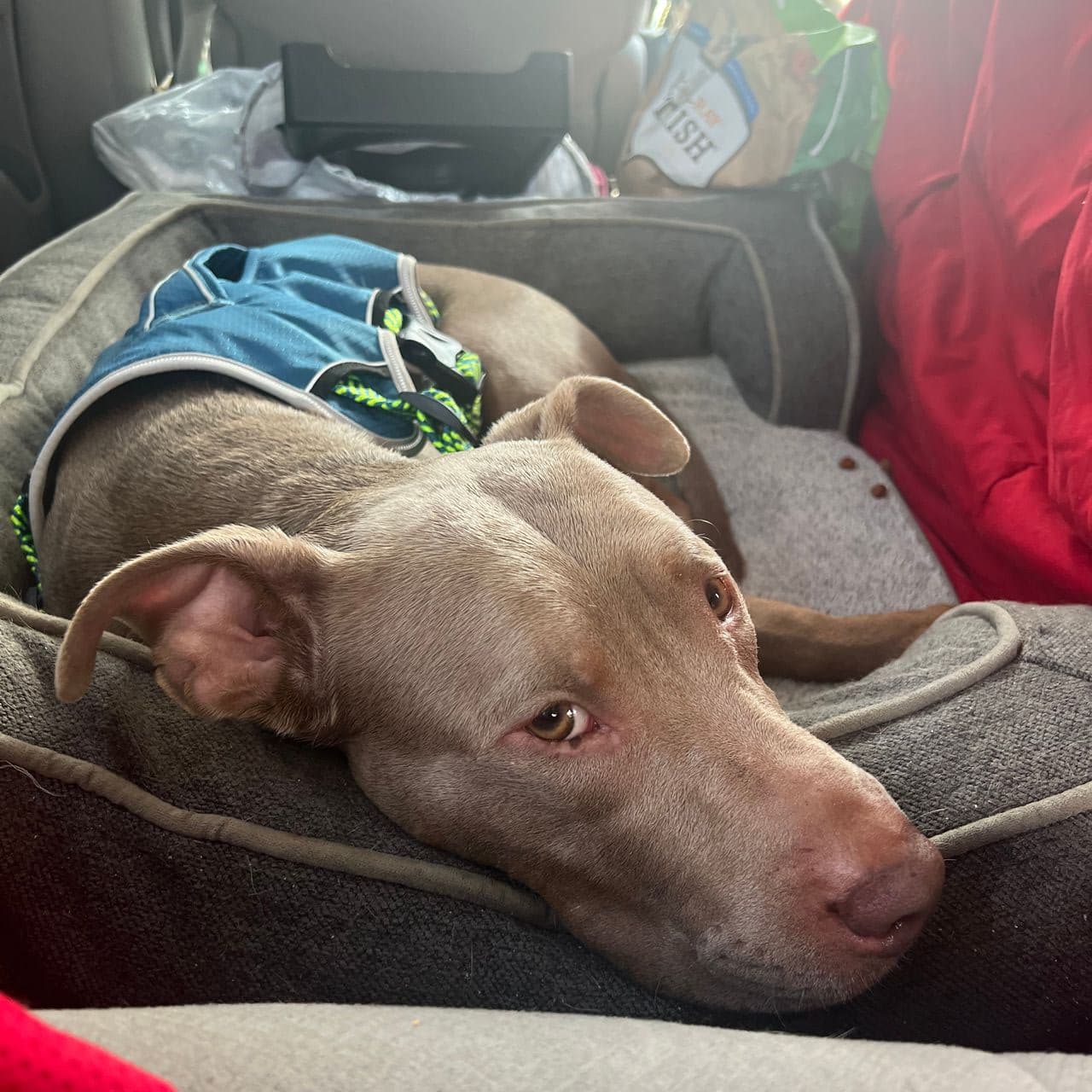 Pet travel photo 3