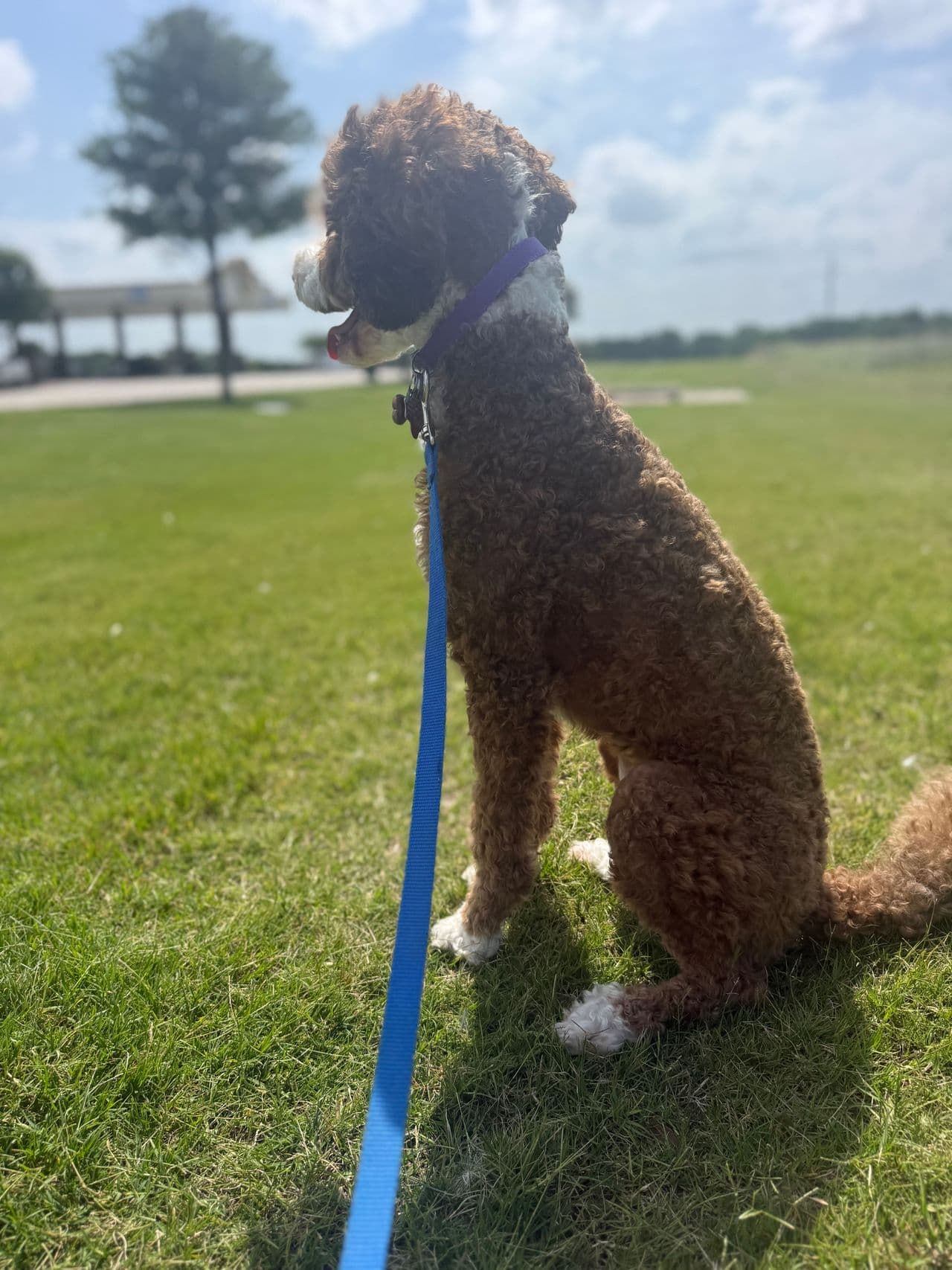 Pet travel photo 4