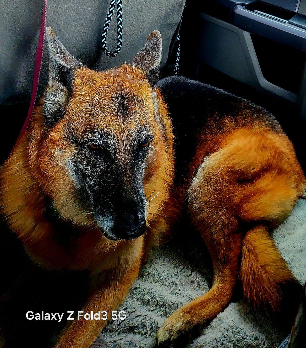Pet travel photo 3