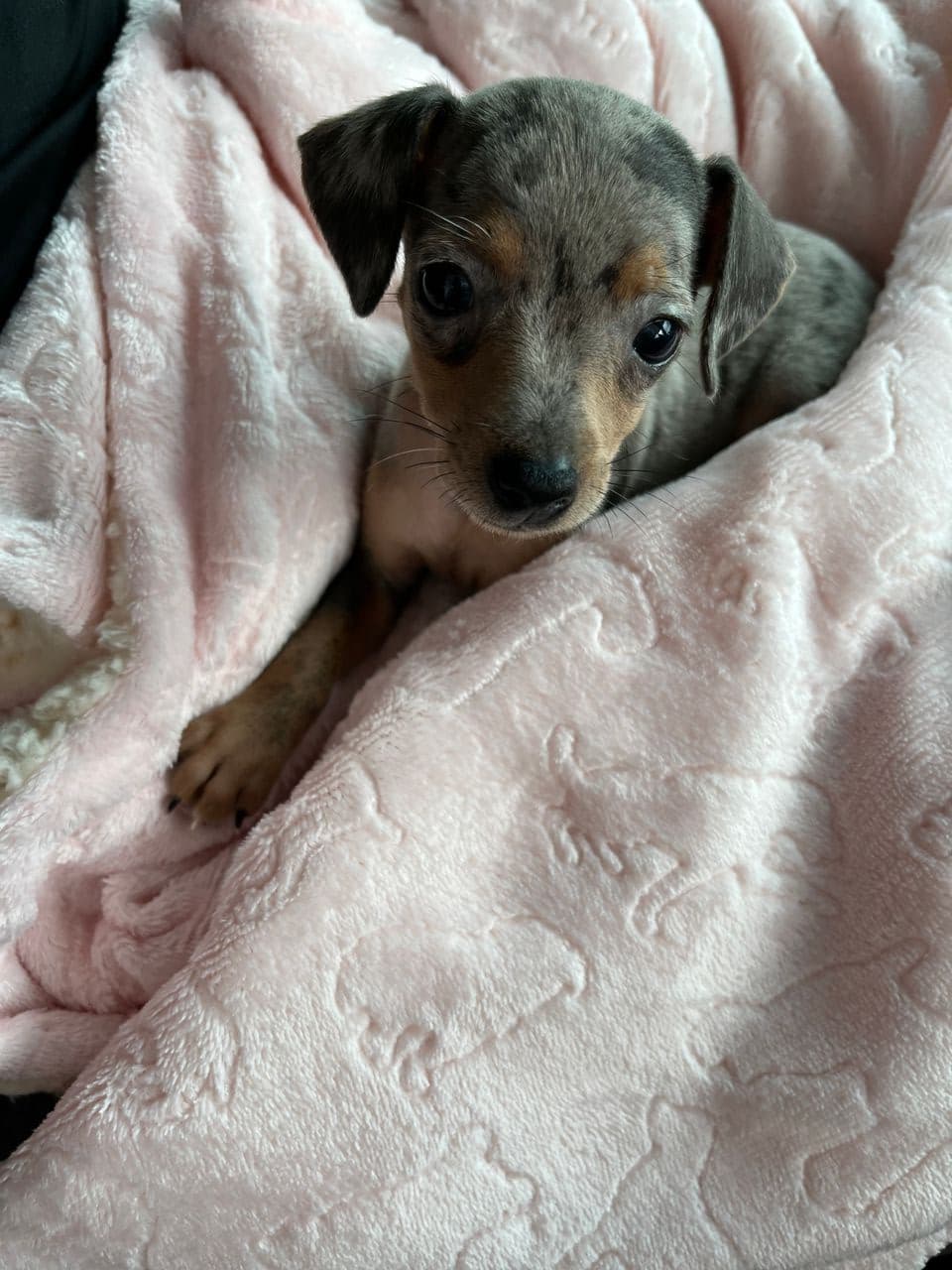 Pet travel photo 2