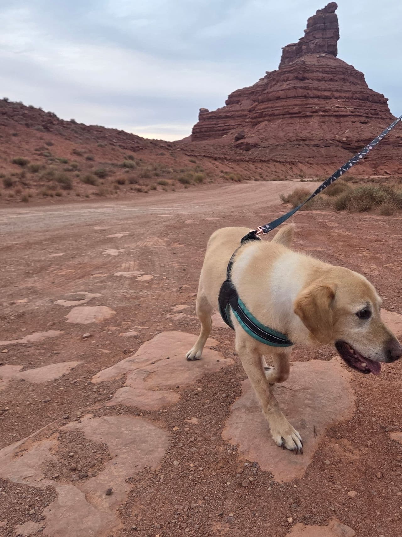 Pet travel photo 4