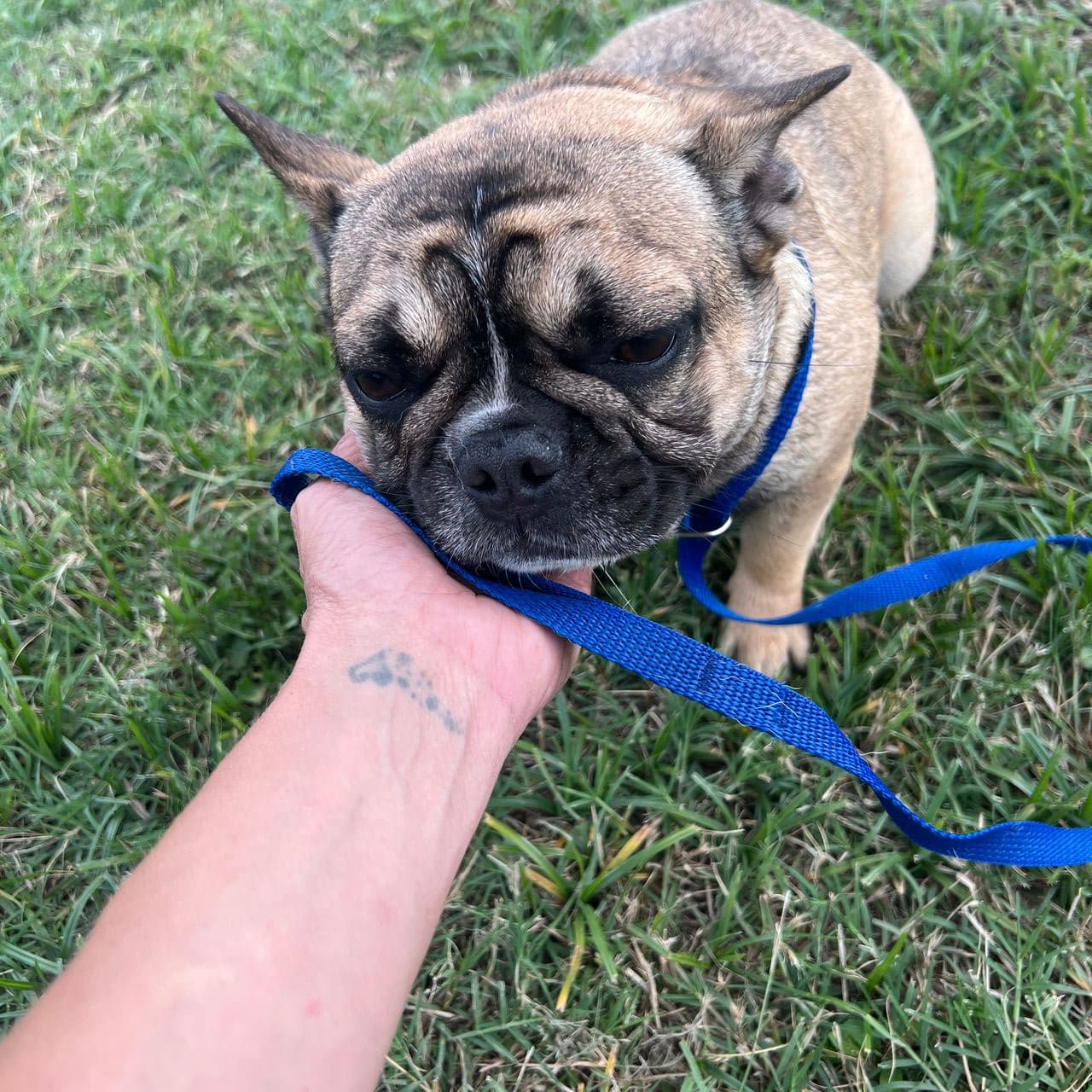 Pet travel photo 2