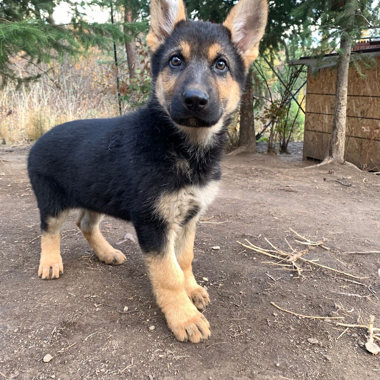 Pet travel photo 2