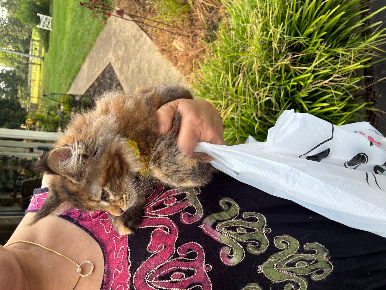 Pet travel photo 6