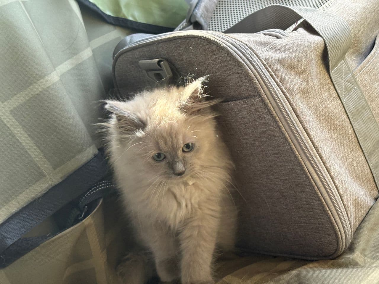 Pet travel photo 2