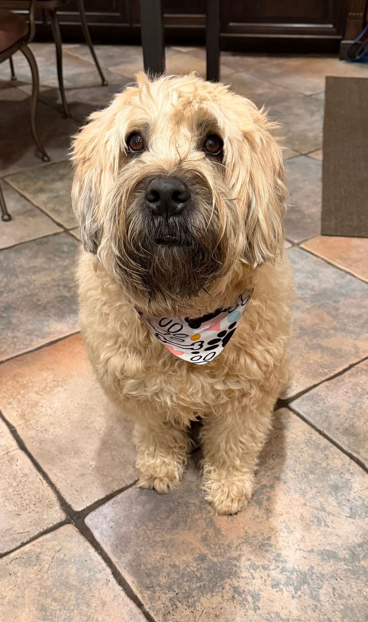 Pet travel photo 1