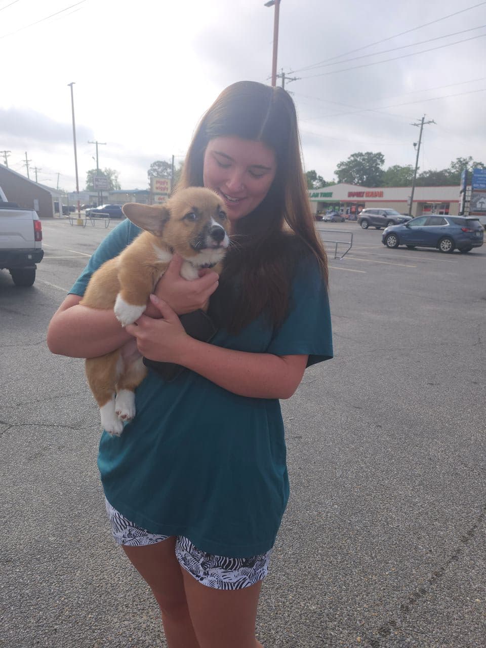 Pet travel photo 4