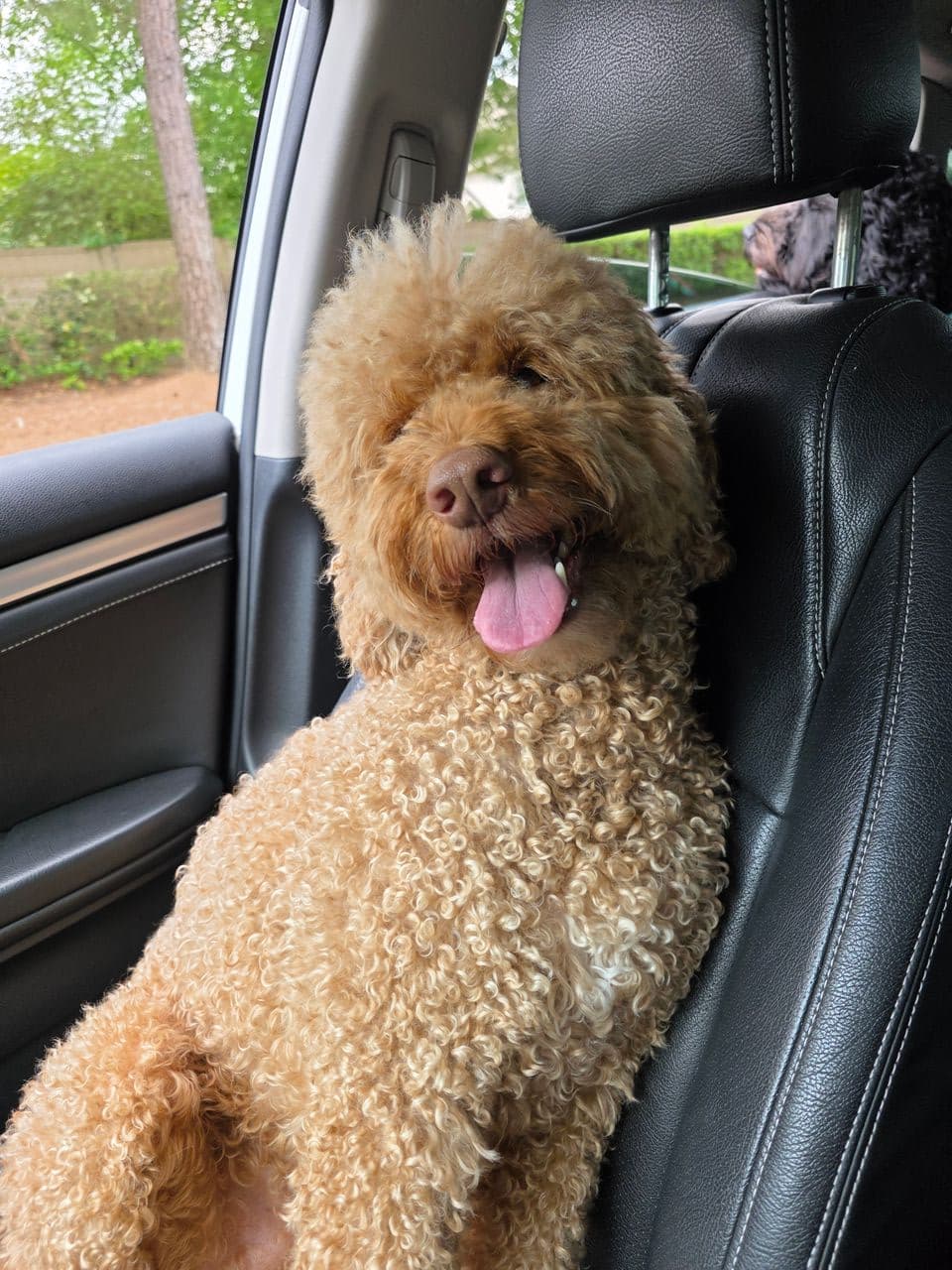 Pet travel photo 4