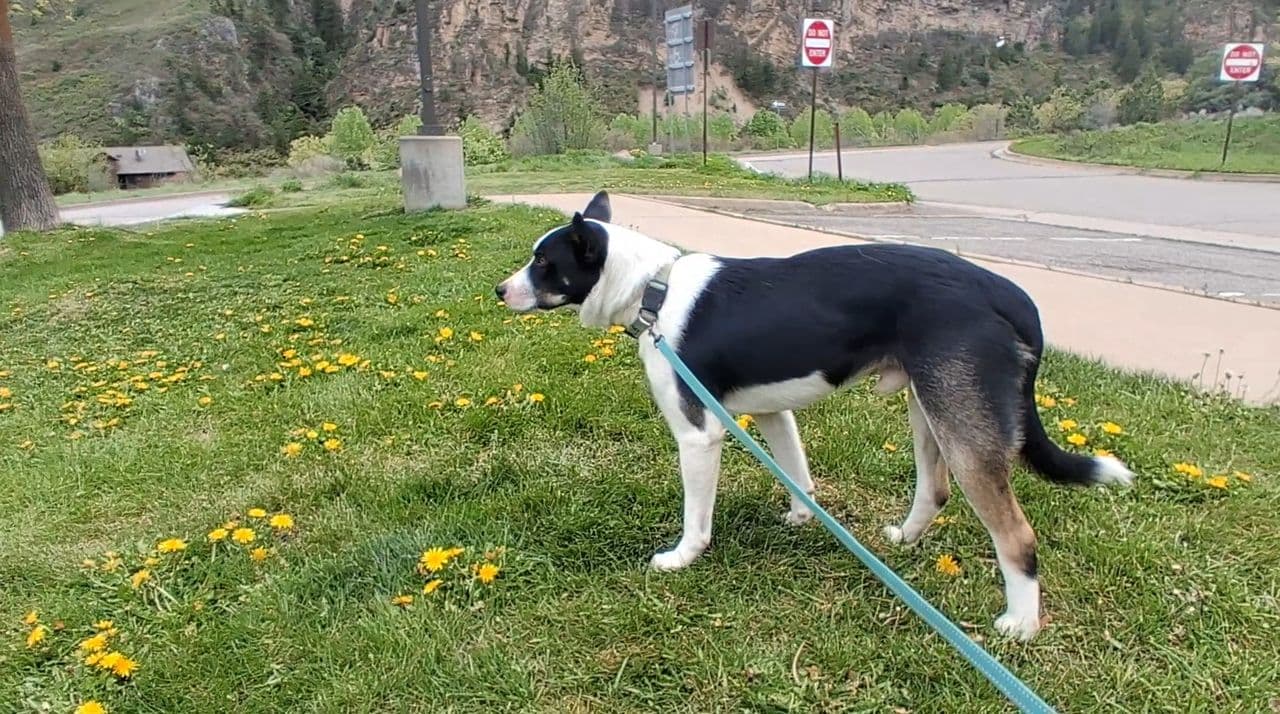 Pet travel photo 3