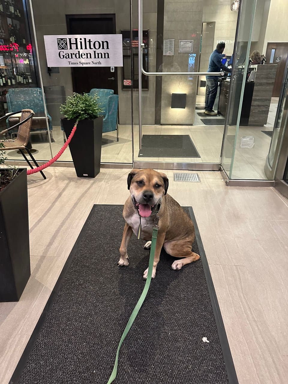 Pet travel photo 1