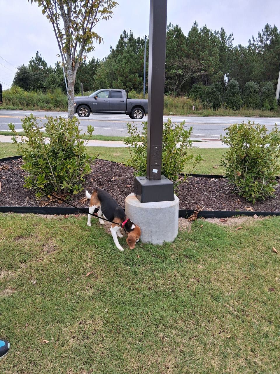 Pet travel photo 1