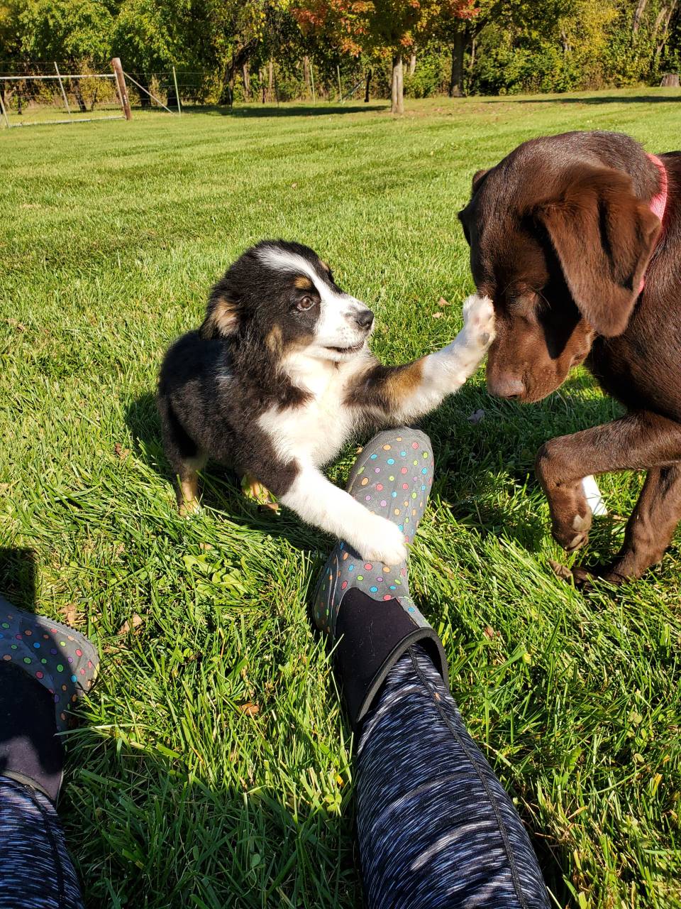 Pet travel photo 1