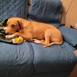 Labrador Retriever named Chase