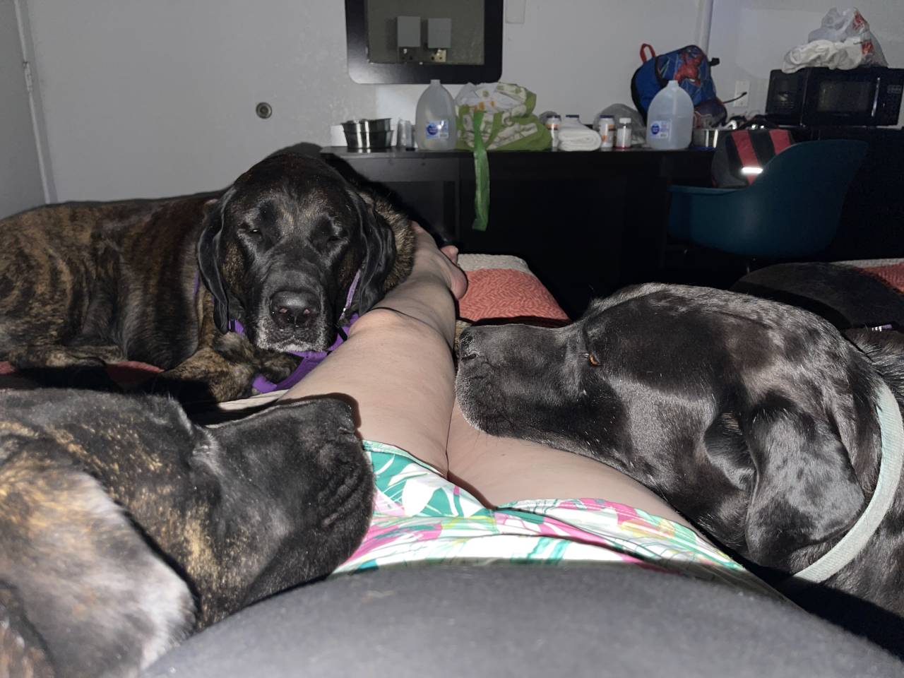 Pet travel photo 4