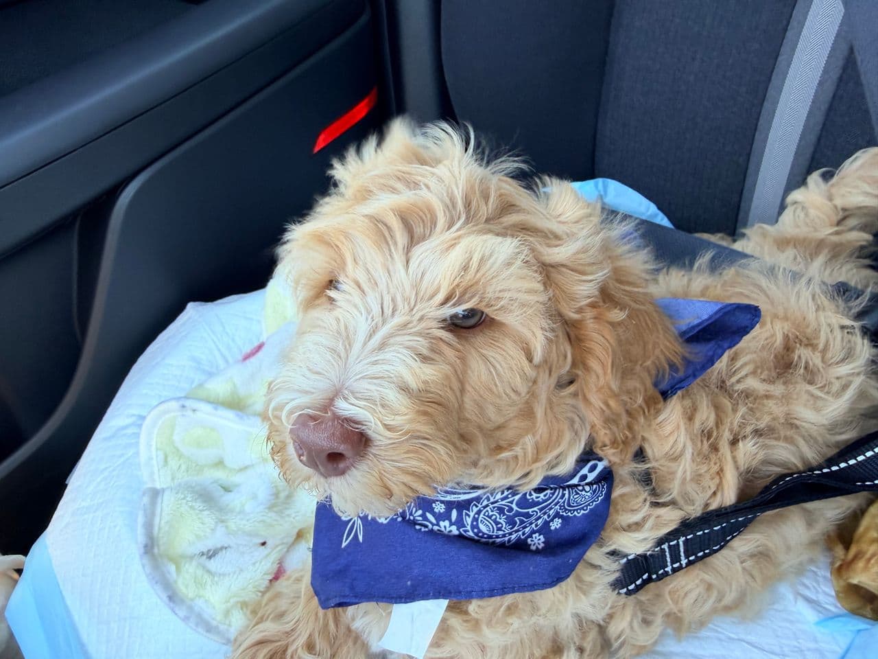 Pet travel photo 1