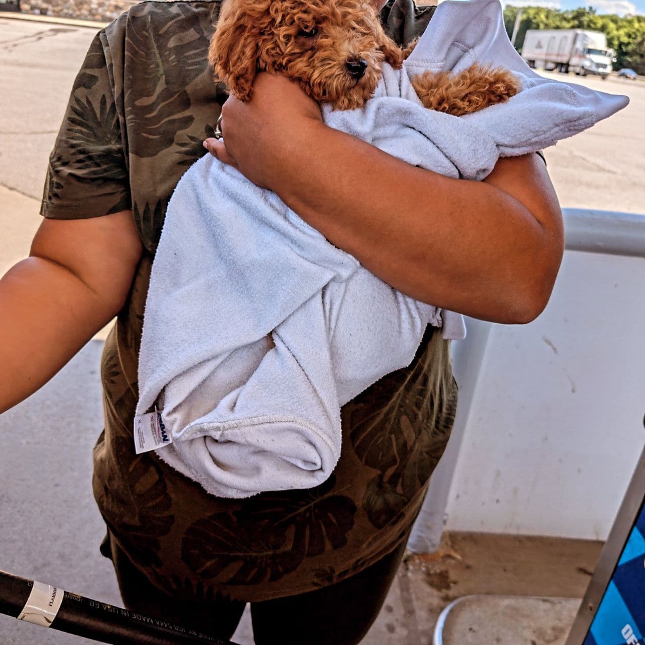 Pet travel photo 2