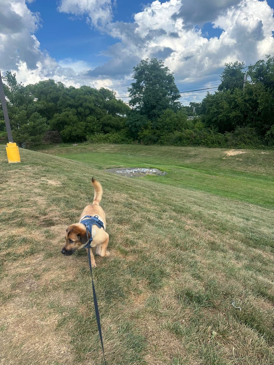 Pet travel photo 1