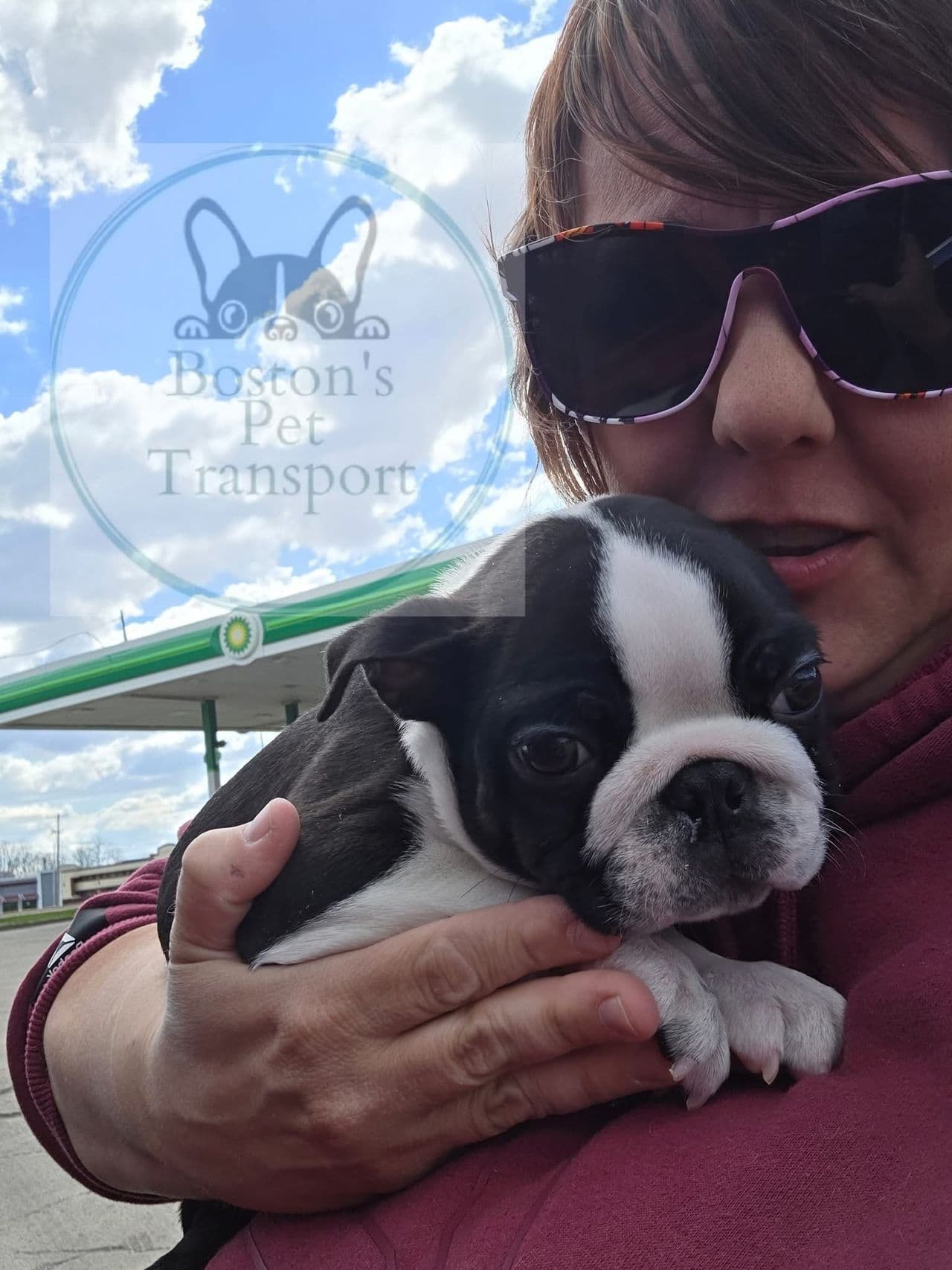 Pet travel photo 2