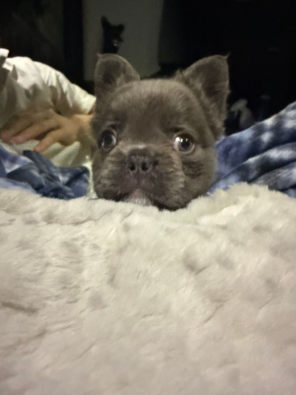 Pet travel photo 2