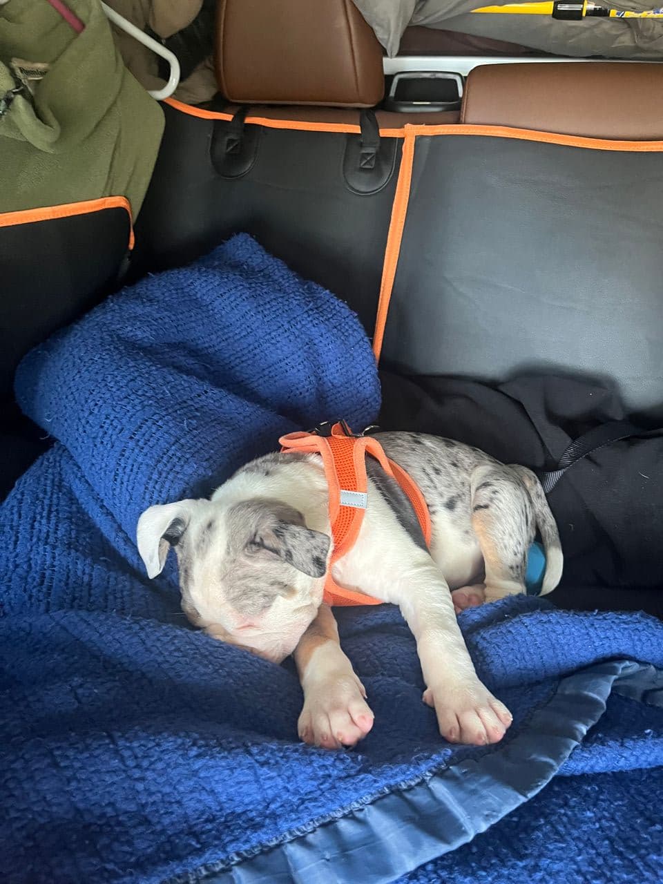 Pet travel photo 3