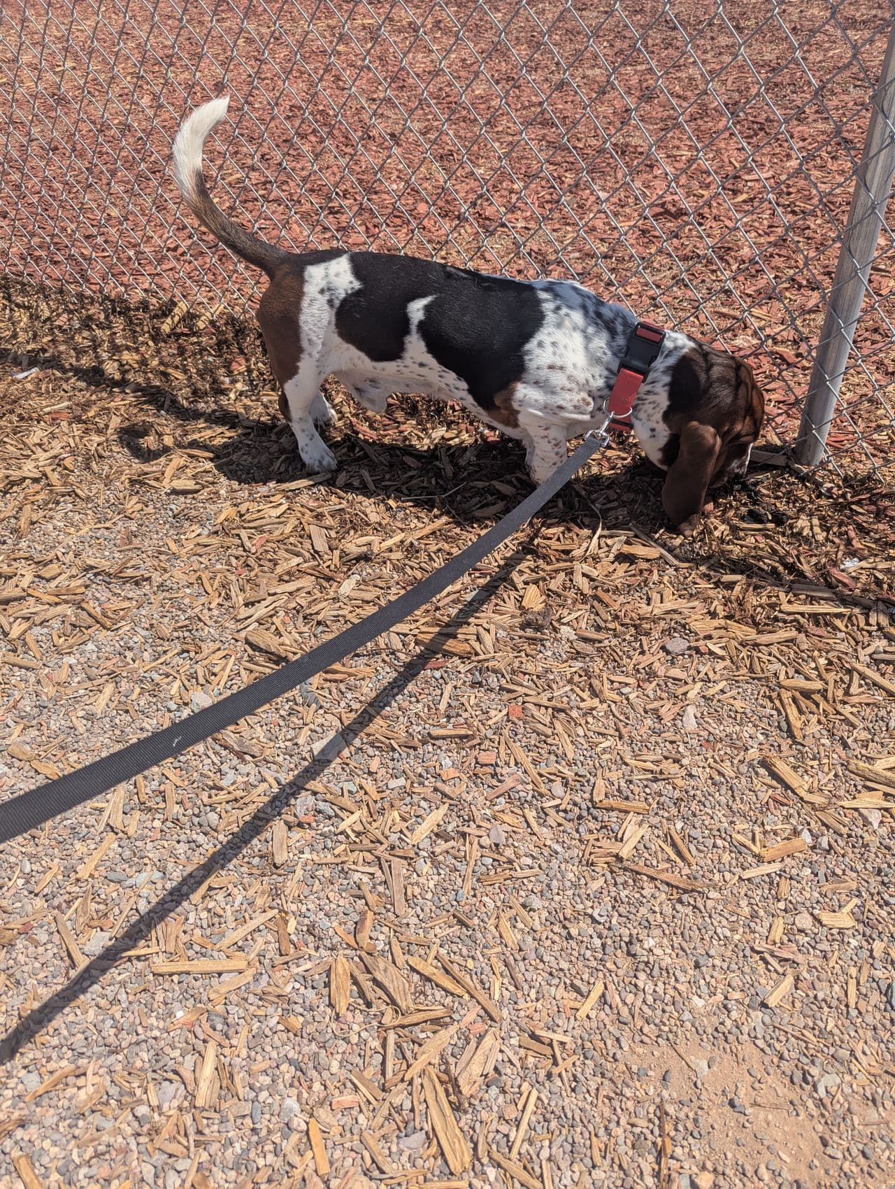 Pet travel photo 1