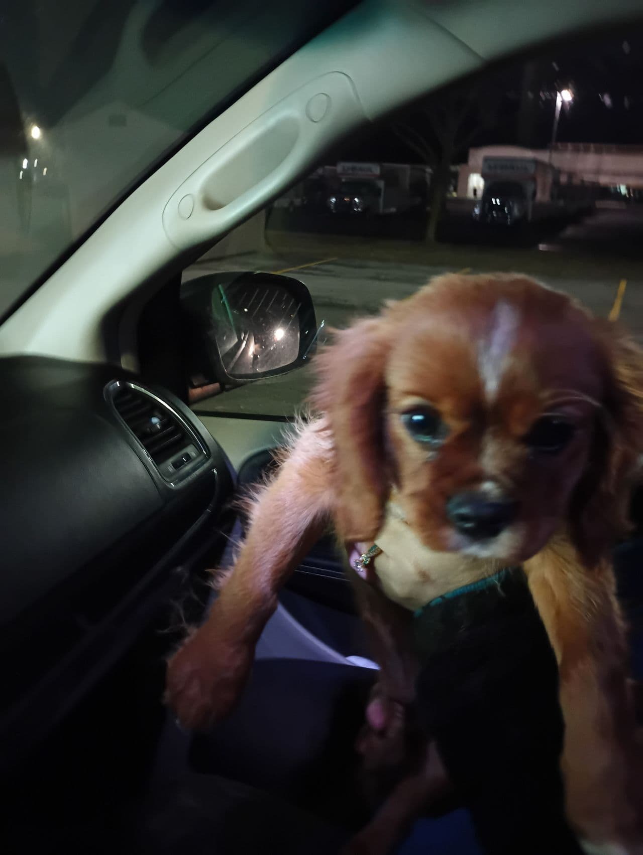 Pet travel photo 6