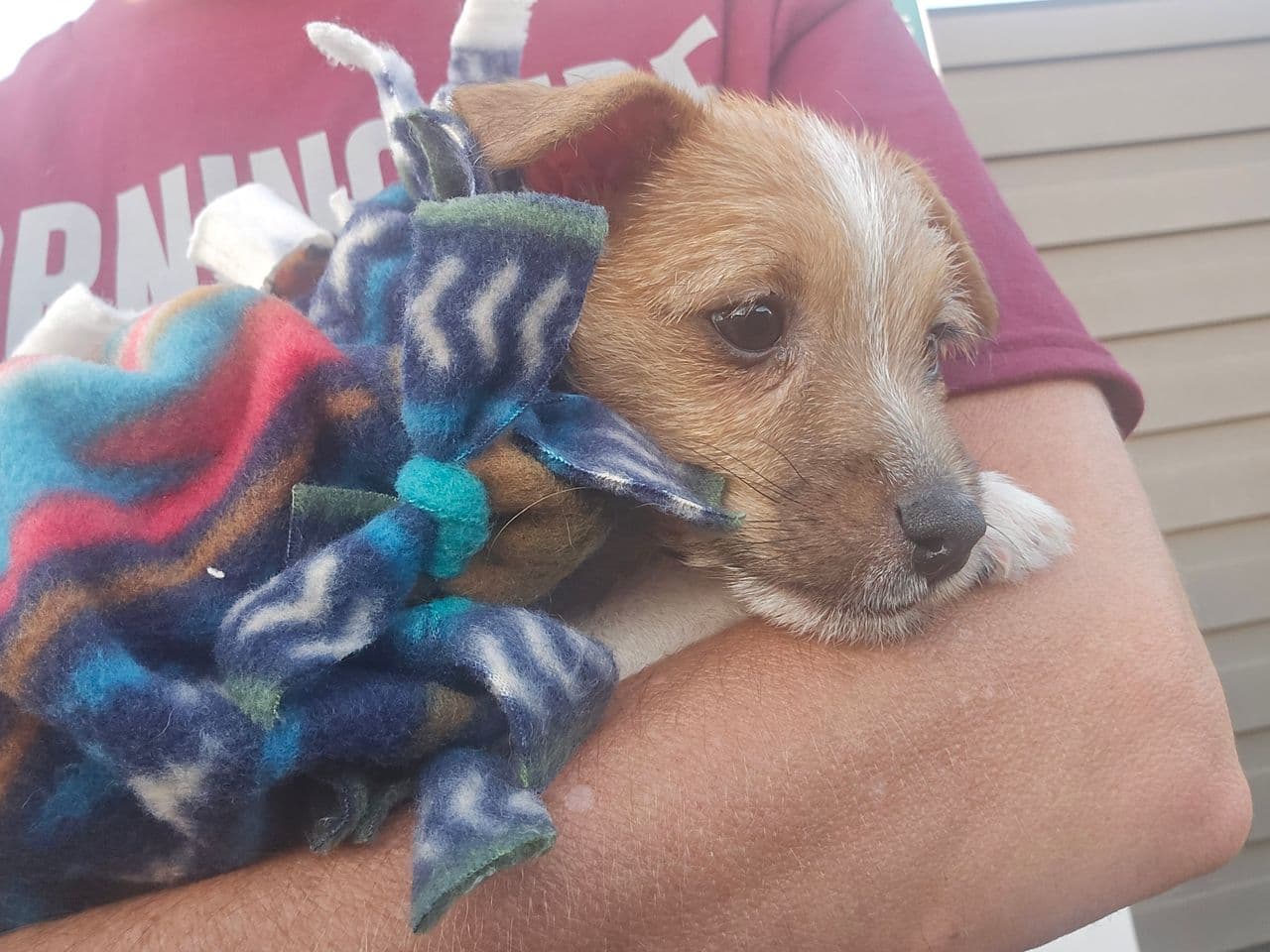 Pet travel photo 3