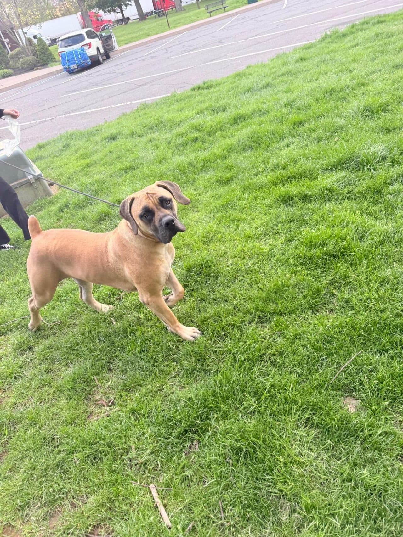 Pet travel photo 4